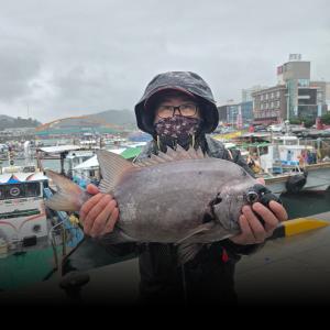 조황, 실전낚시 9일 빗속에 돌돔 참돔을 만나고 왔습니다 