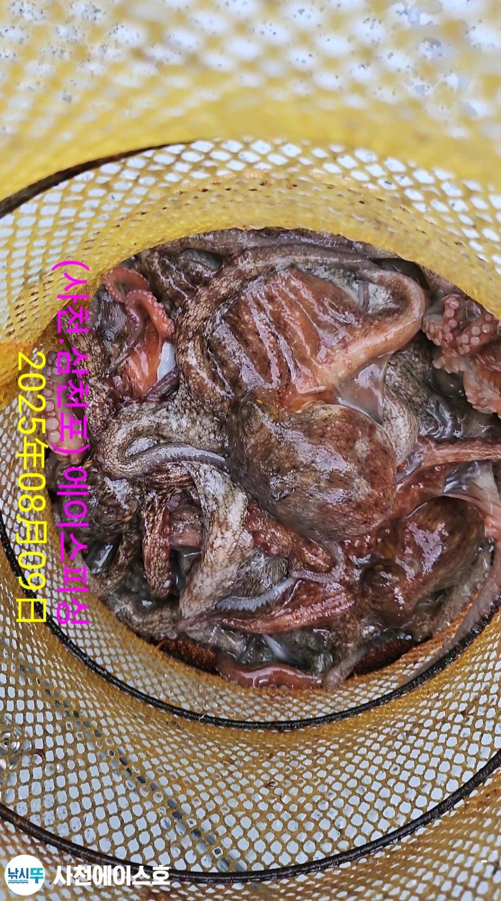 낚시뚜,돌문어,삼천포 팔포항,사천에이스호,낚시뚜8