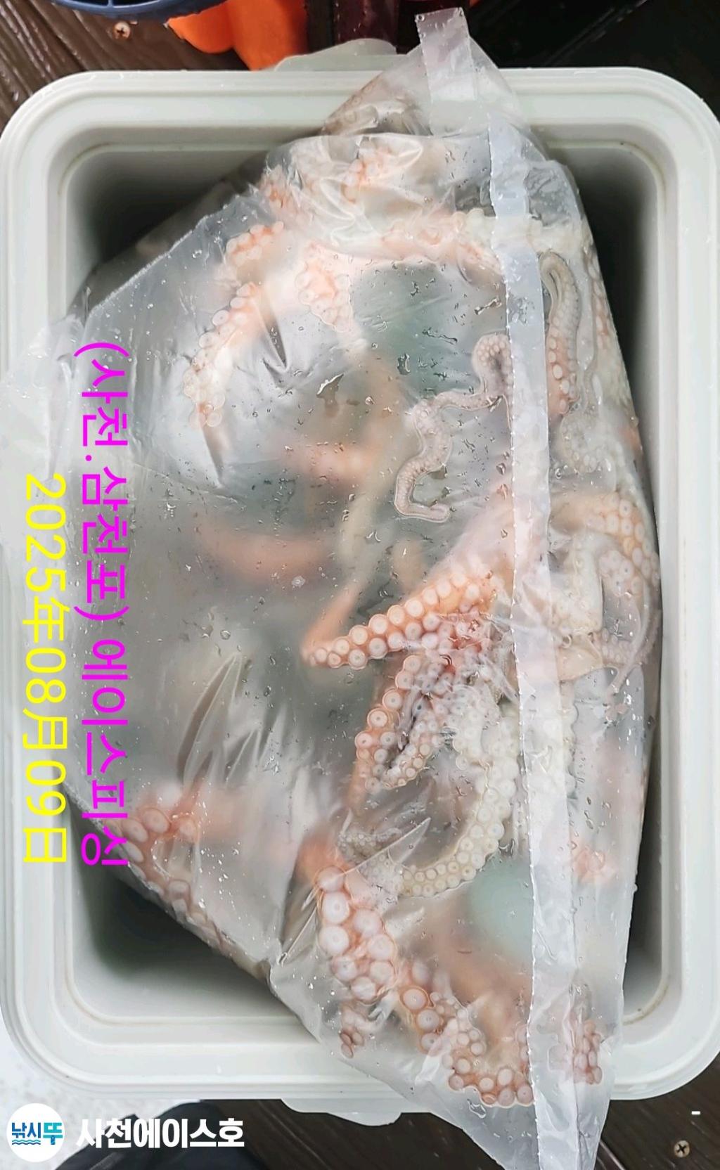 낚시뚜,돌문어,삼천포 팔포항,사천에이스호,낚시뚜4