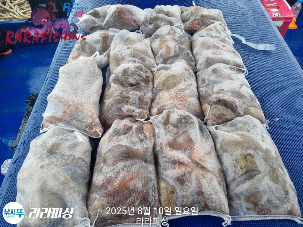 낚시뚜,돌문어,속천항(진해),라라피싱,낚시뚜27