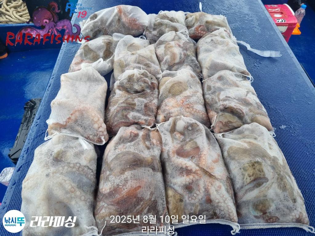낚시뚜,돌문어,속천항(진해),라라피싱,낚시뚜26