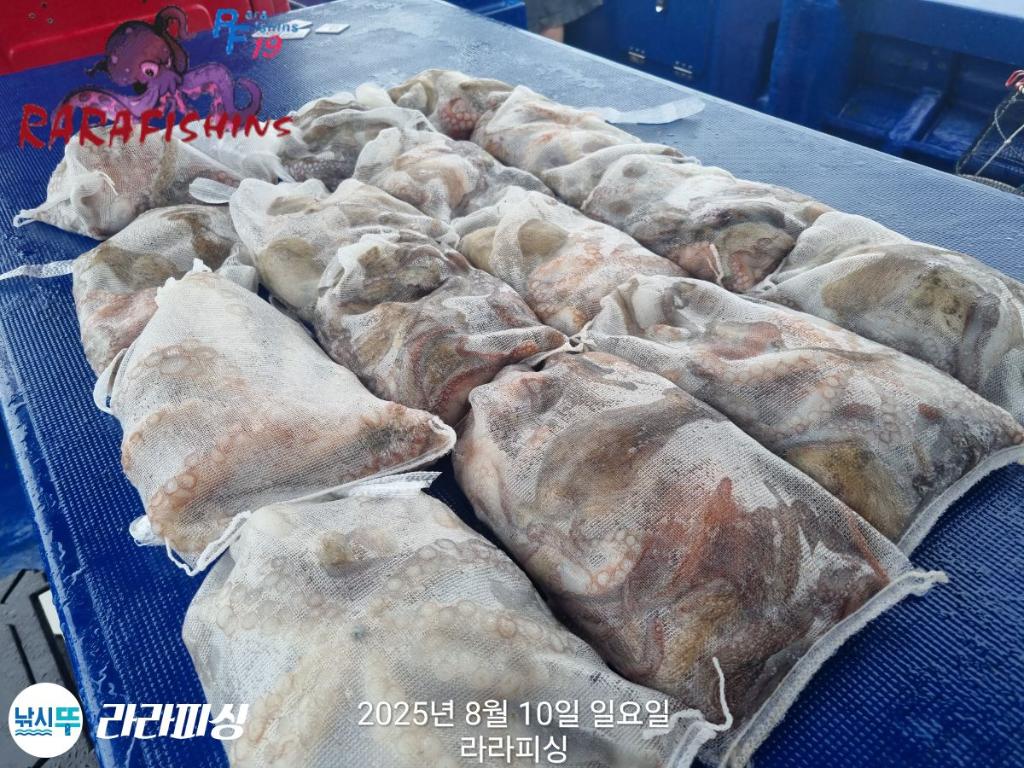 낚시뚜,돌문어,속천항(진해),라라피싱,낚시뚜25