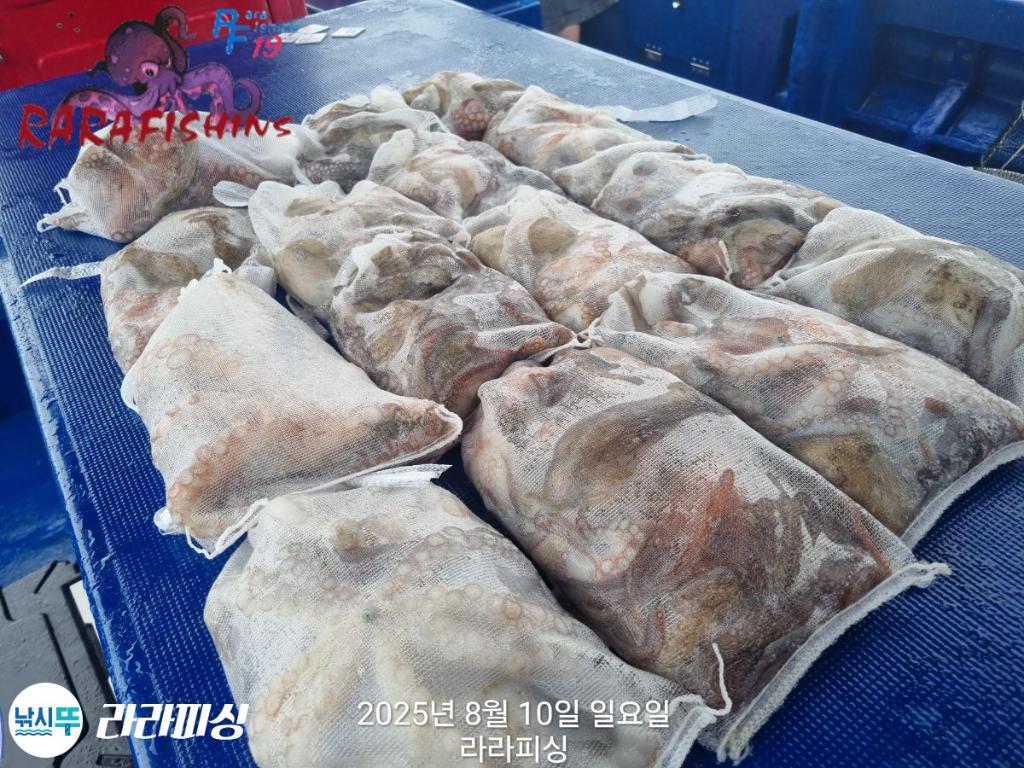 낚시뚜,돌문어,속천항(진해),라라피싱,낚시뚜24