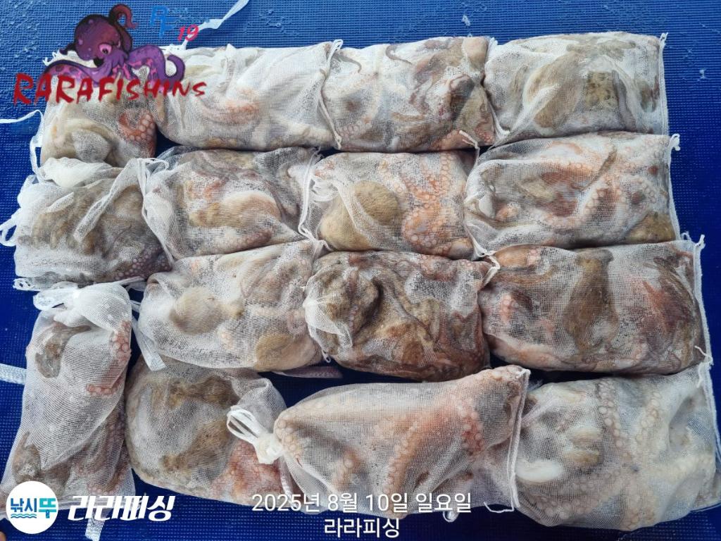 낚시뚜,돌문어,속천항(진해),라라피싱,낚시뚜23
