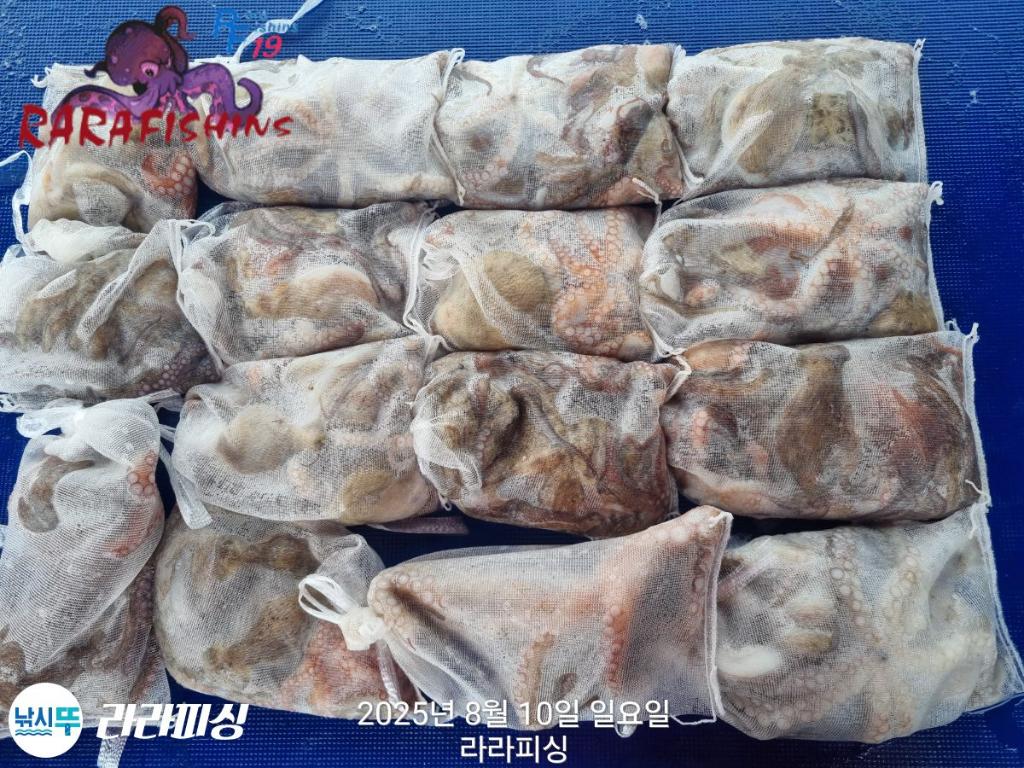 낚시뚜,돌문어,속천항(진해),라라피싱,낚시뚜22