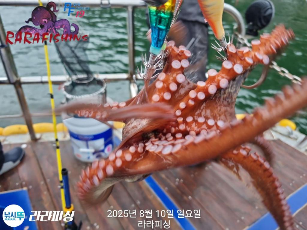 낚시뚜,돌문어,속천항(진해),라라피싱,낚시뚜20