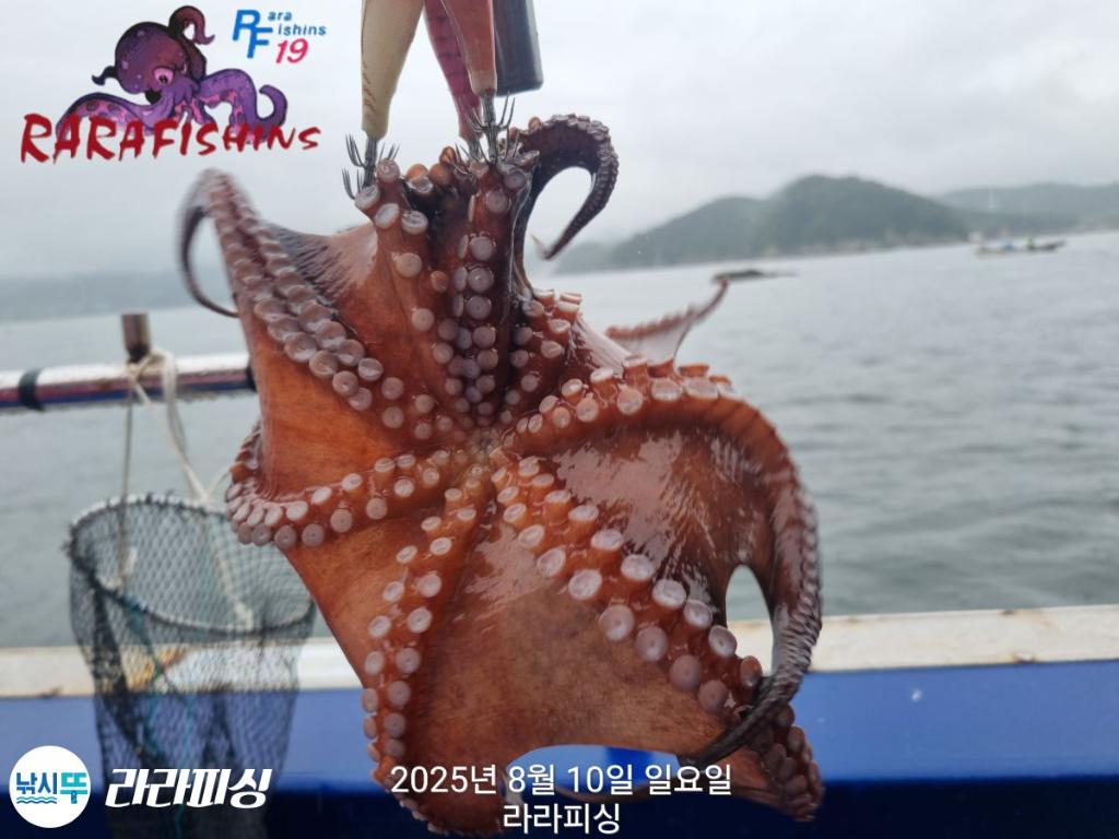 낚시뚜,돌문어,속천항(진해),라라피싱,낚시뚜19