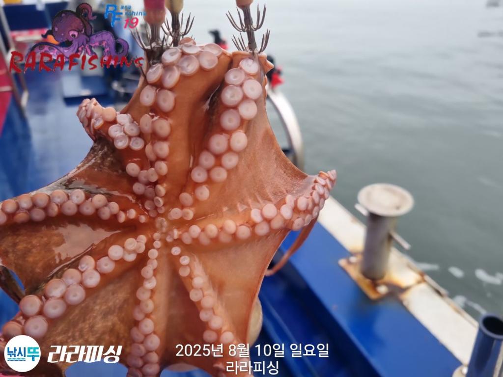낚시뚜,돌문어,속천항(진해),라라피싱,낚시뚜18