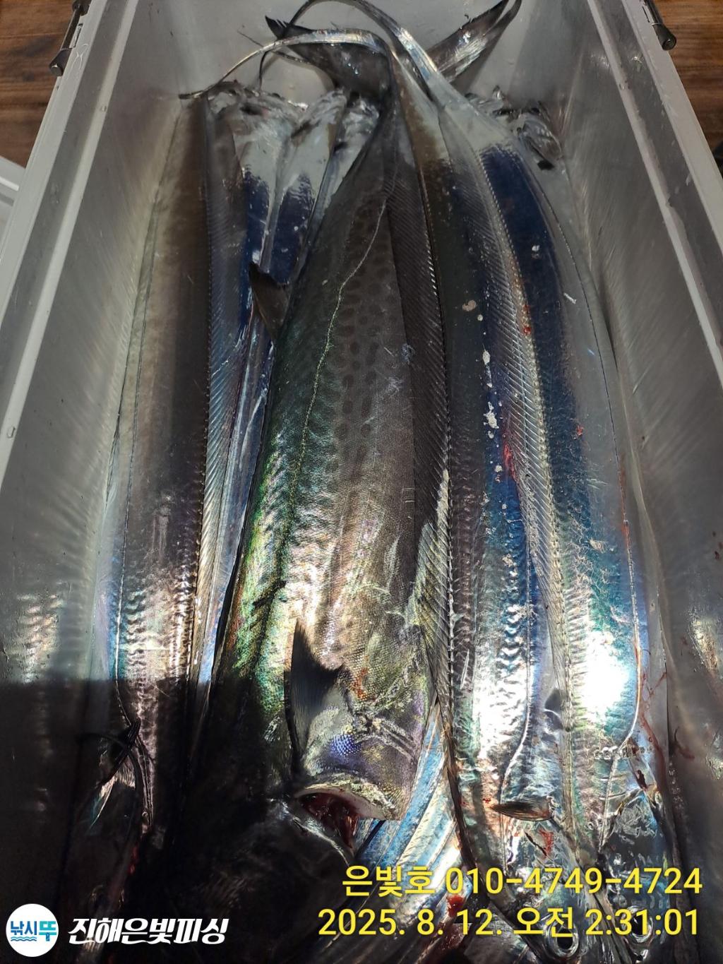 낚시뚜,갈치,진해수도항,진해은빛피싱,낚시뚜3
