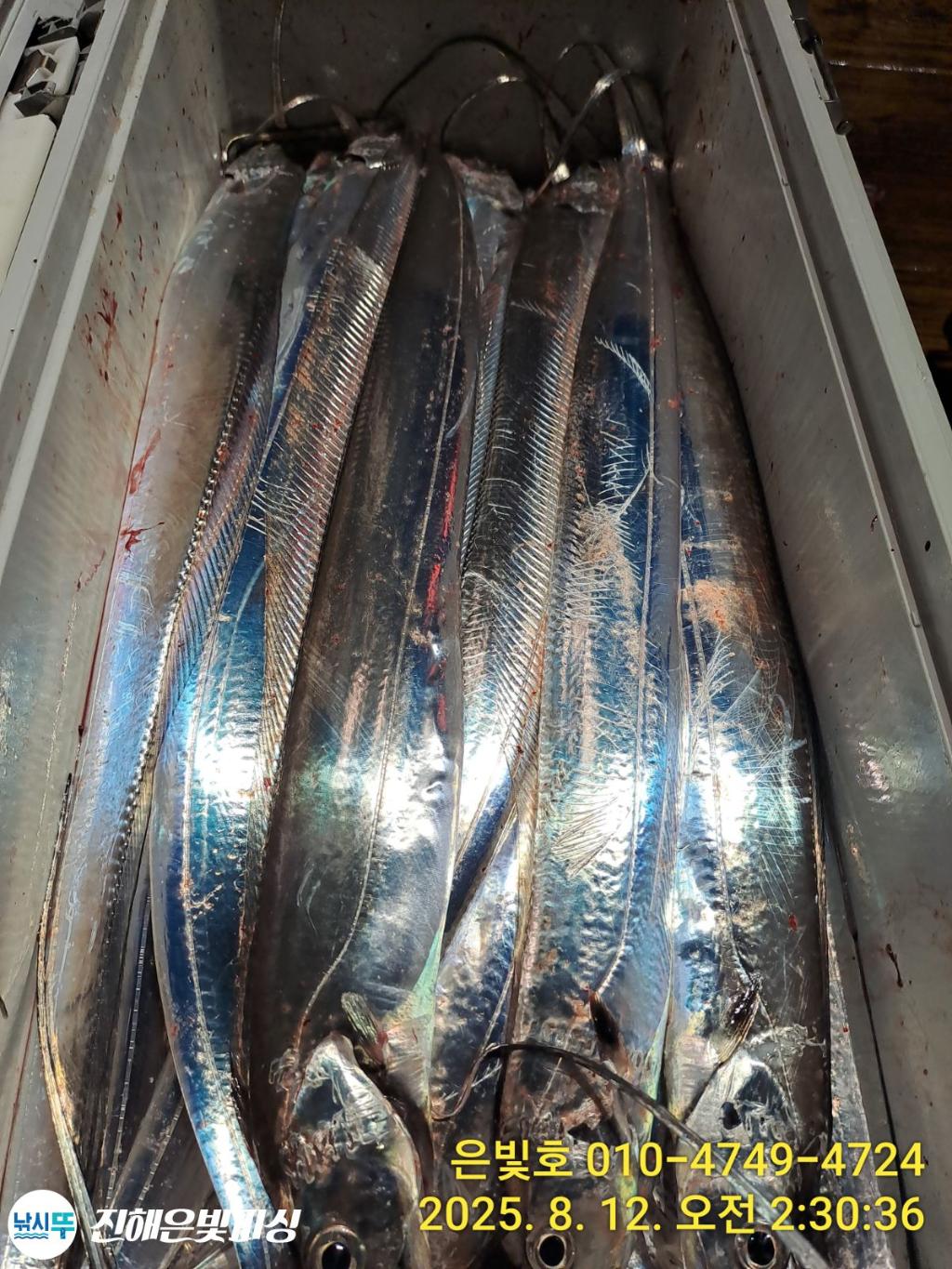 낚시뚜,갈치,진해수도항,진해은빛피싱,낚시뚜2