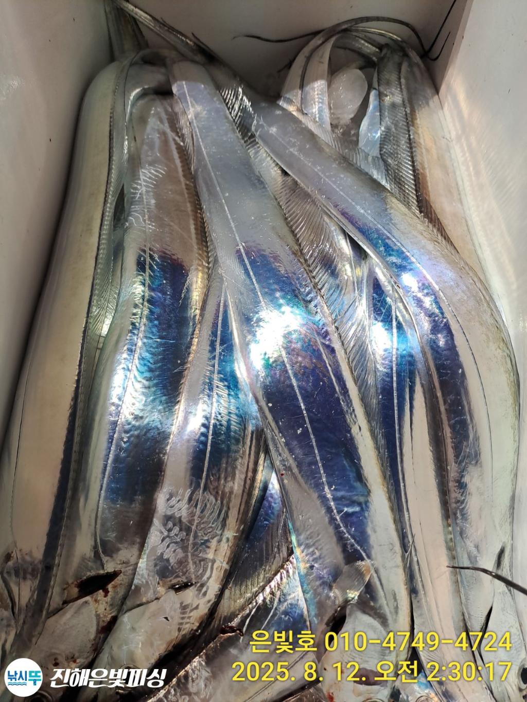 낚시뚜,갈치,진해수도항,진해은빛피싱,낚시뚜1