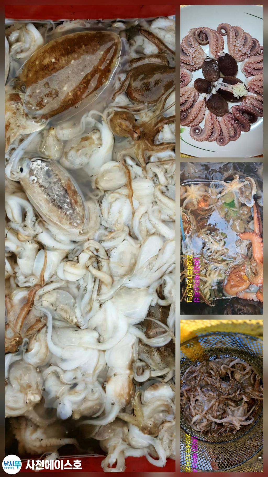 낚시뚜,돌문어,삼천포 팔포항,사천에이스호,낚시뚜2