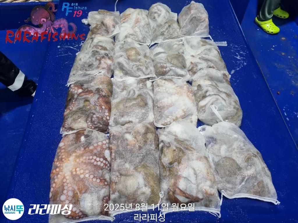 낚시뚜,돌문어,속천항(진해),라라피싱,낚시뚜23