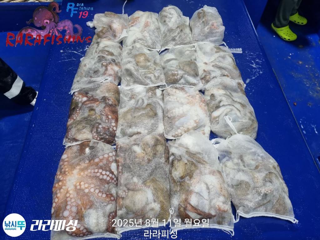 낚시뚜,돌문어,속천항(진해),라라피싱,낚시뚜22