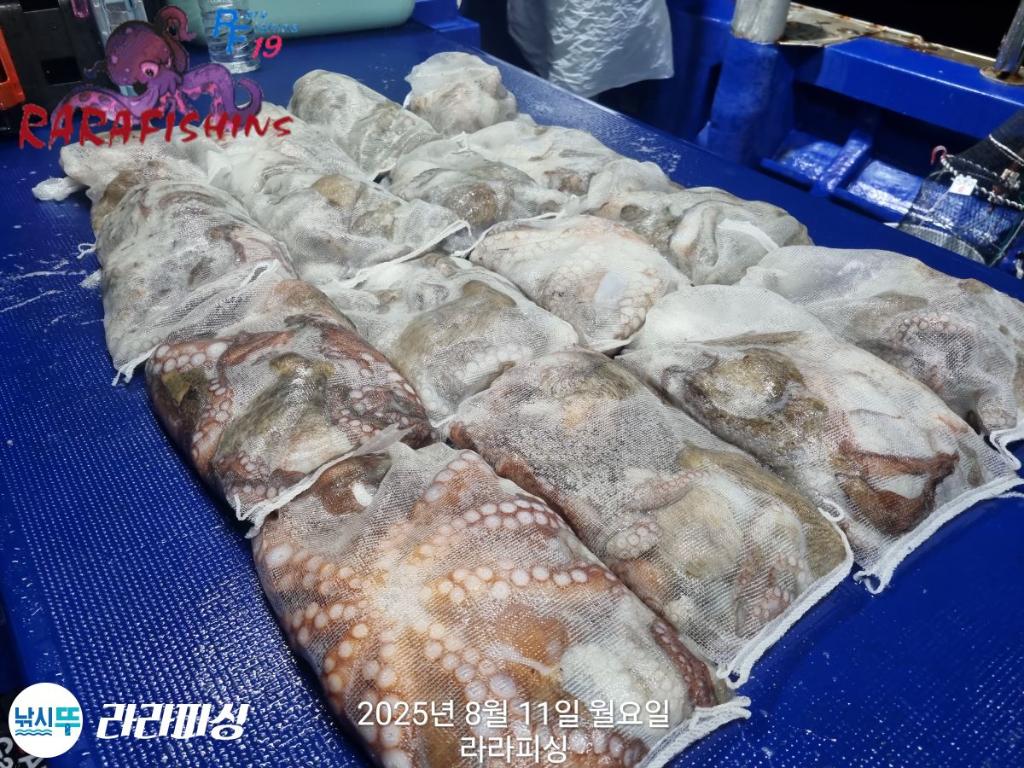 낚시뚜,돌문어,속천항(진해),라라피싱,낚시뚜21