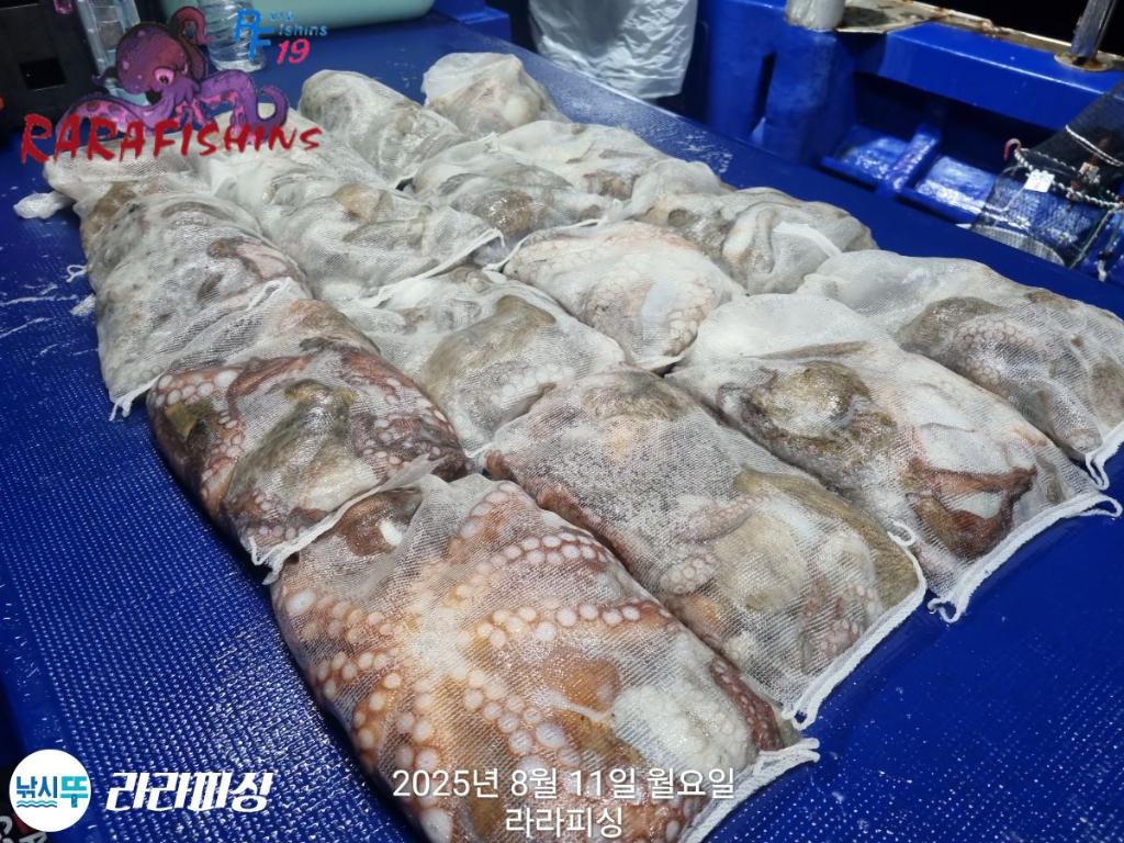 낚시뚜,돌문어,속천항(진해),라라피싱,낚시뚜20