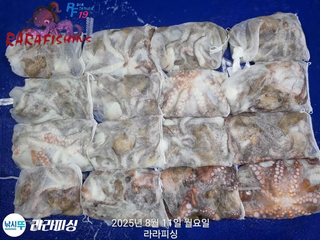낚시뚜,돌문어,속천항(진해),라라피싱,낚시뚜19