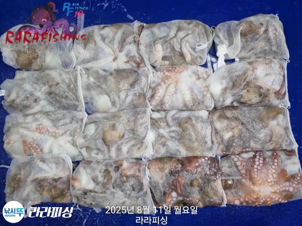 낚시뚜,돌문어,속천항(진해),라라피싱,낚시뚜18