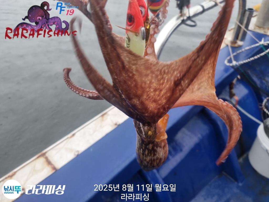 낚시뚜,돌문어,속천항(진해),라라피싱,낚시뚜17