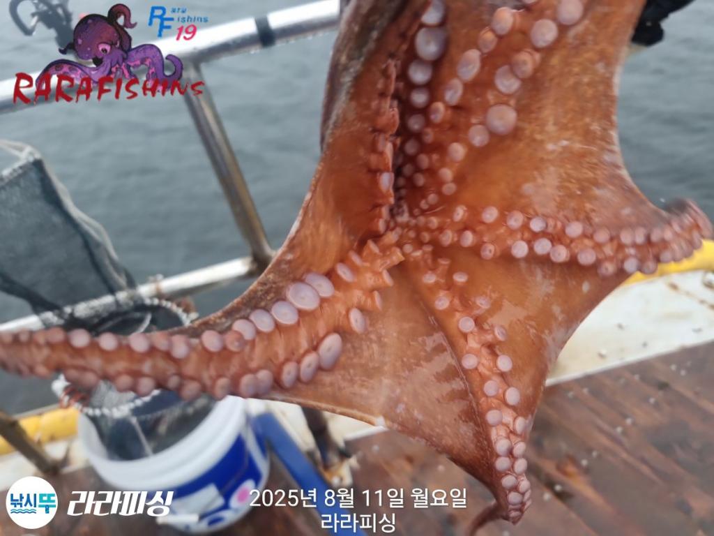 낚시뚜,돌문어,속천항(진해),라라피싱,낚시뚜16