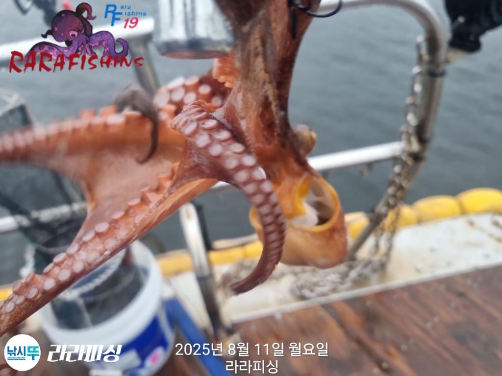 낚시뚜,돌문어,속천항(진해),라라피싱,낚시뚜15