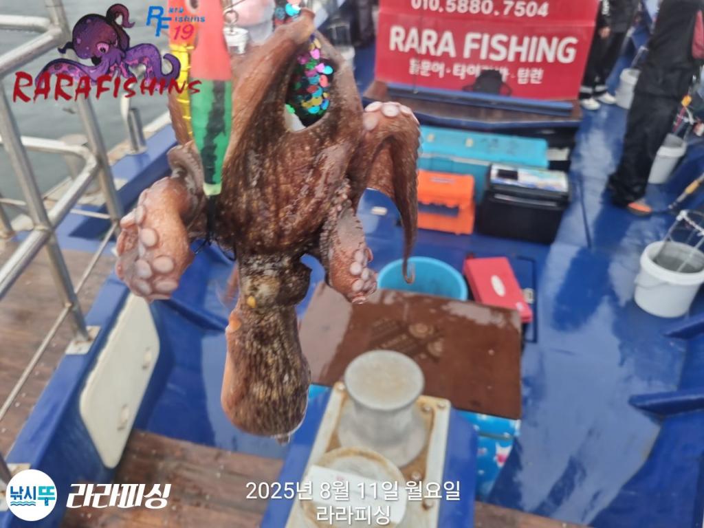 낚시뚜,돌문어,속천항(진해),라라피싱,낚시뚜4