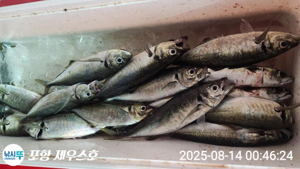F2746608PF.jpg