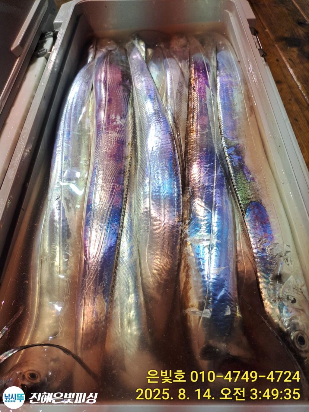 낚시뚜,갈치,진해수도항,진해은빛피싱,낚시뚜5