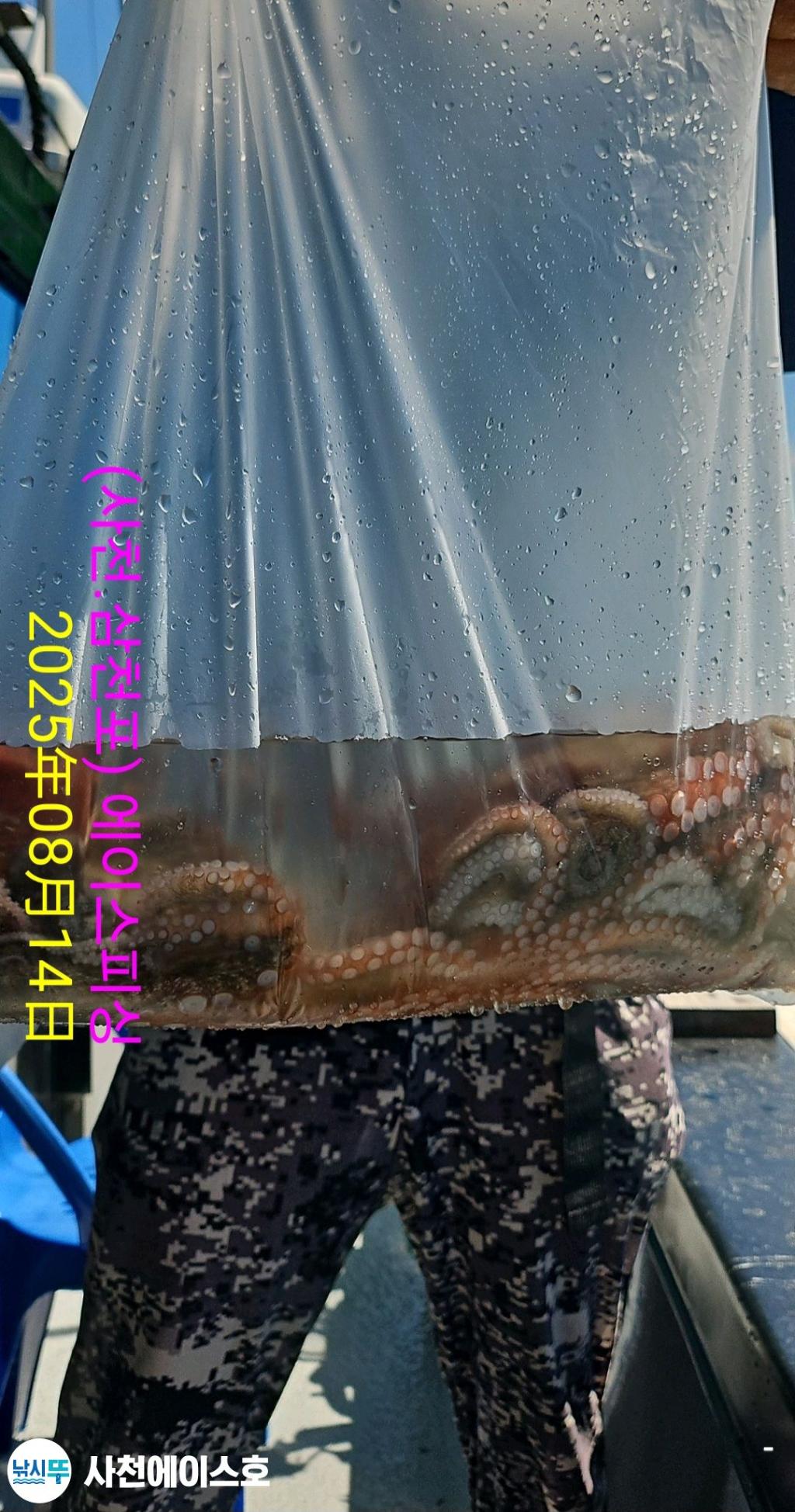 낚시뚜,돌문어,삼천포 팔포항,사천에이스호,낚시뚜7