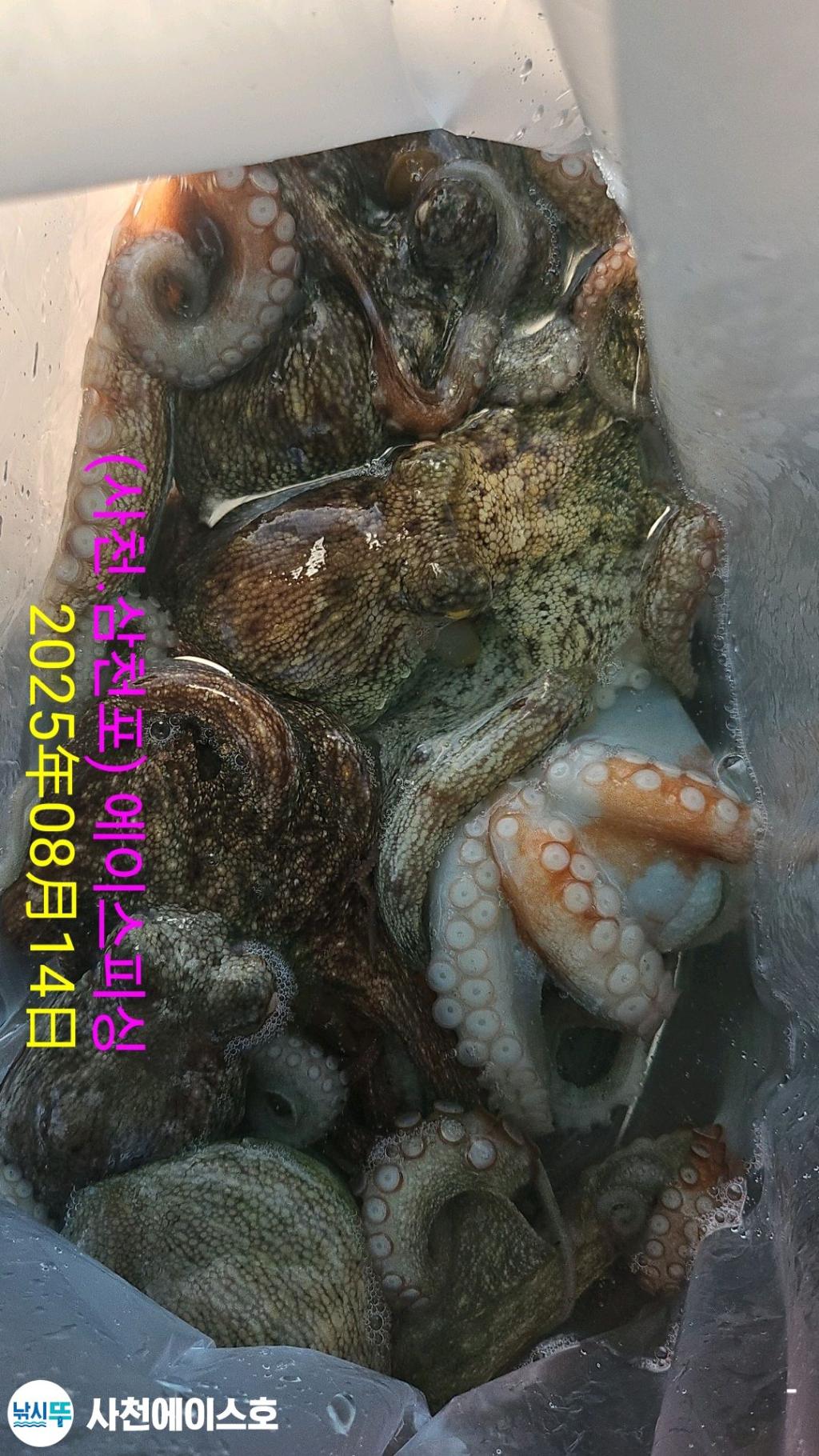 낚시뚜,돌문어,삼천포 팔포항,사천에이스호,낚시뚜6