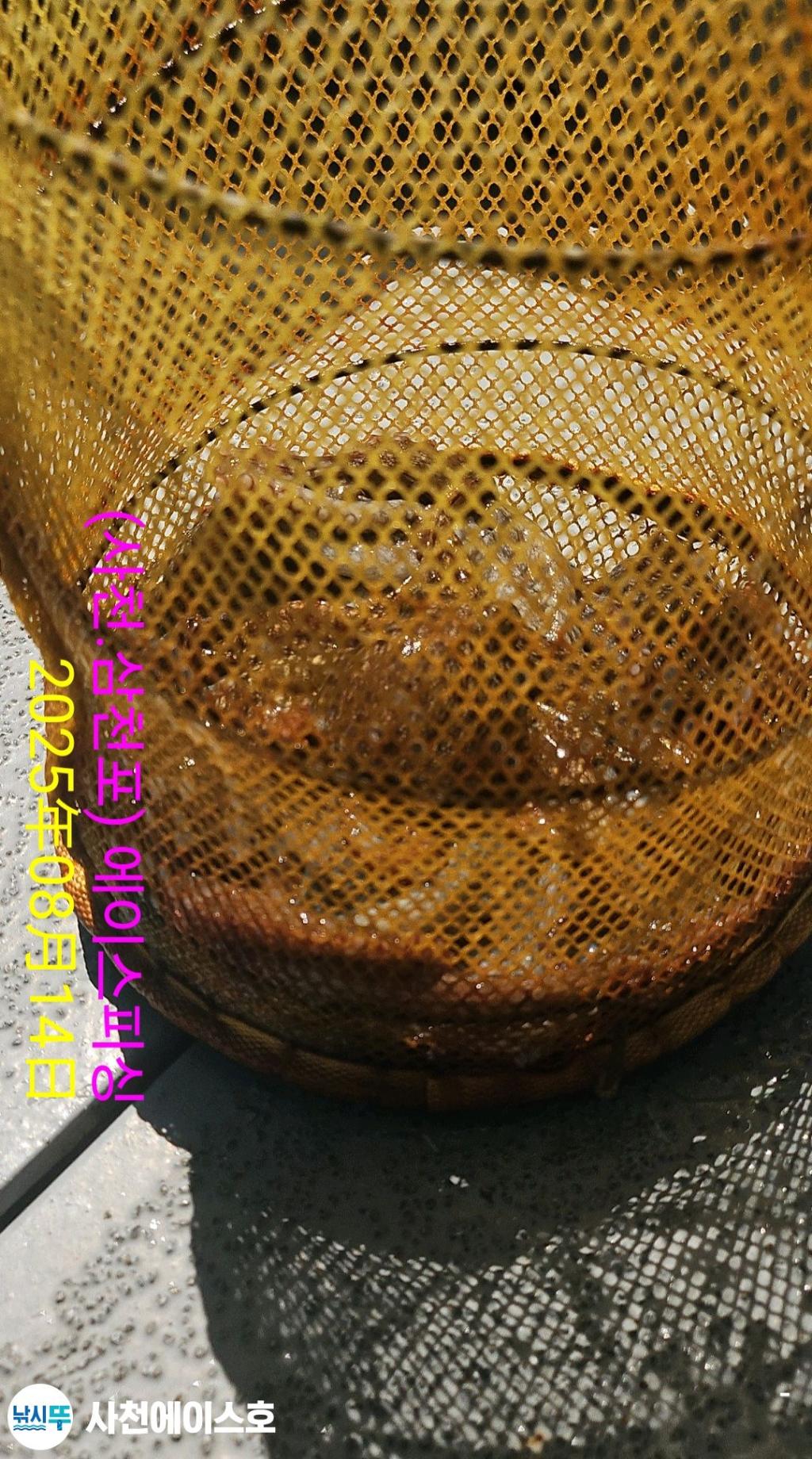 낚시뚜,돌문어,삼천포 팔포항,사천에이스호,낚시뚜3