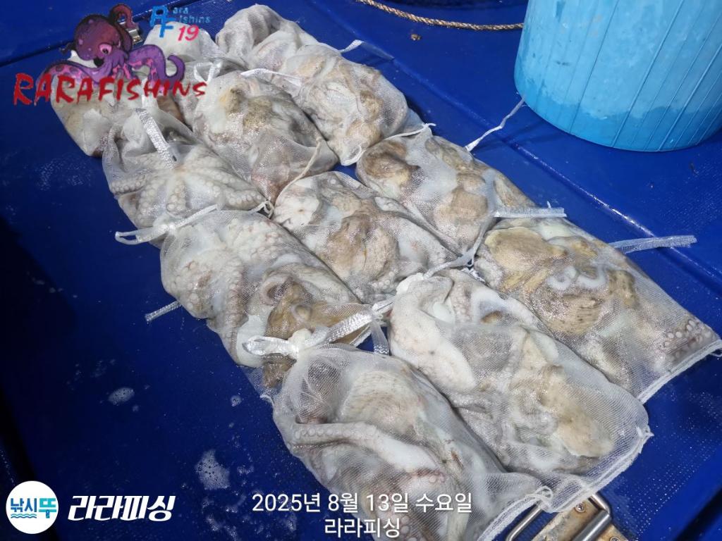 낚시뚜,돌문어,속천항(진해),라라피싱,낚시뚜23