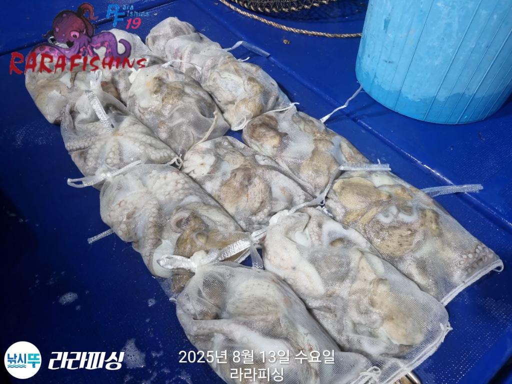 낚시뚜,돌문어,속천항(진해),라라피싱,낚시뚜22