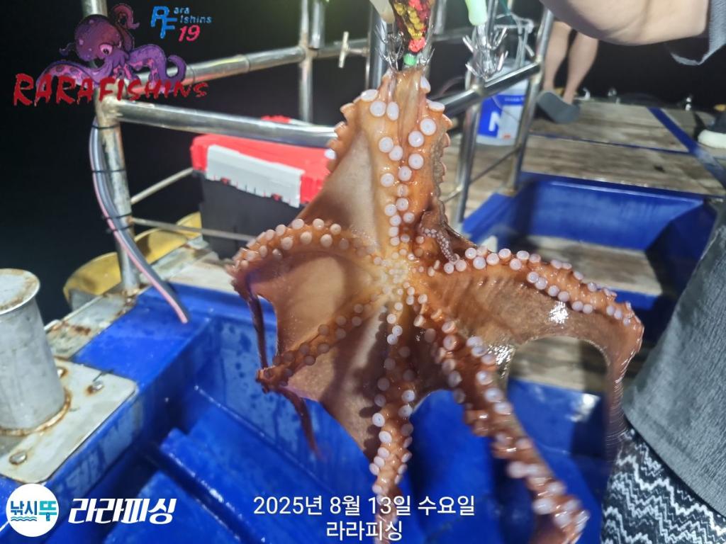 낚시뚜,돌문어,속천항(진해),라라피싱,낚시뚜19