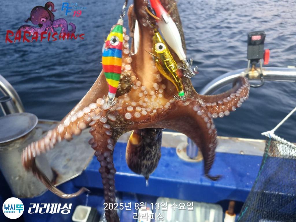 낚시뚜,돌문어,속천항(진해),라라피싱,낚시뚜15