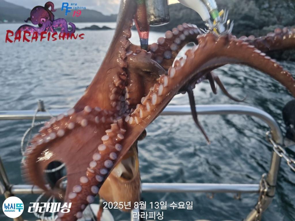낚시뚜,돌문어,속천항(진해),라라피싱,낚시뚜13