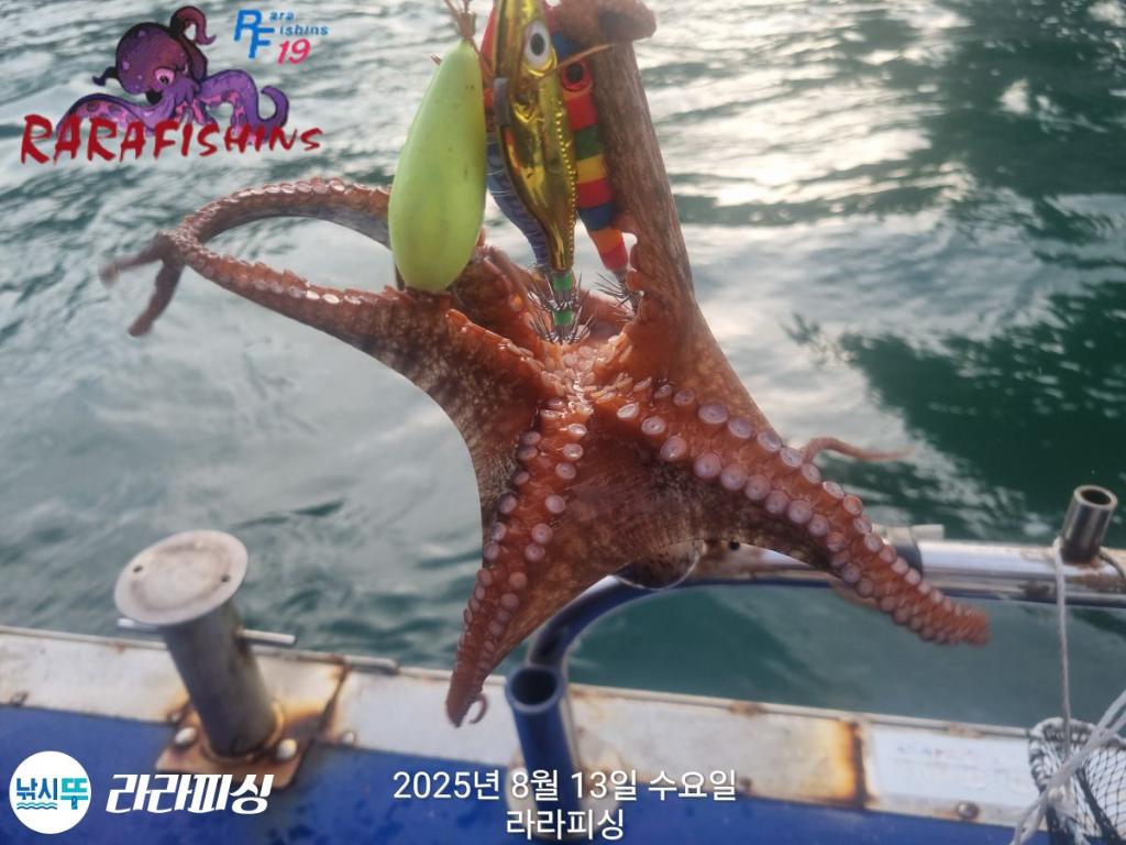 낚시뚜,돌문어,속천항(진해),라라피싱,낚시뚜7