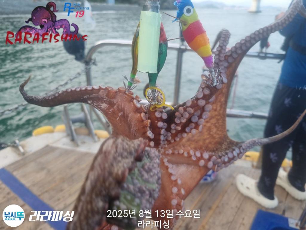 낚시뚜,돌문어,속천항(진해),라라피싱,낚시뚜4