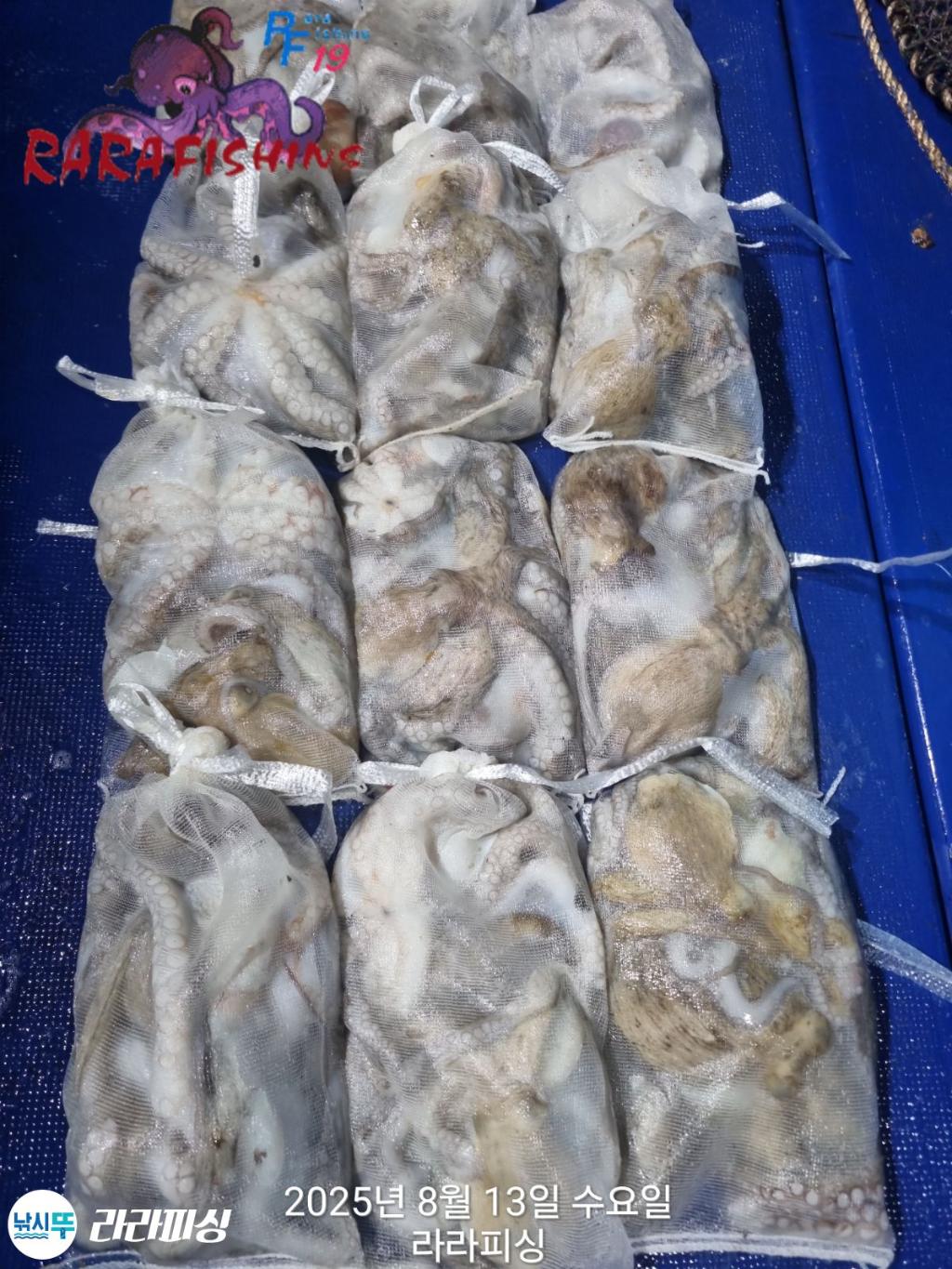 낚시뚜,돌문어,속천항(진해),라라피싱,낚시뚜1
