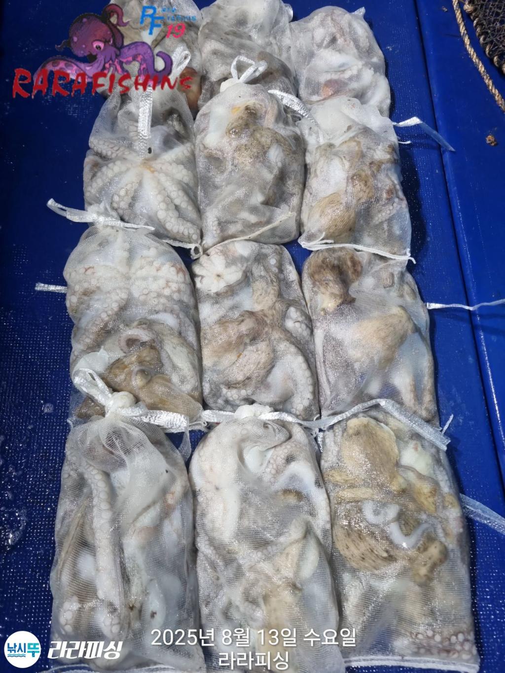 낚시뚜,돌문어,속천항(진해),라라피싱,낚시뚜0