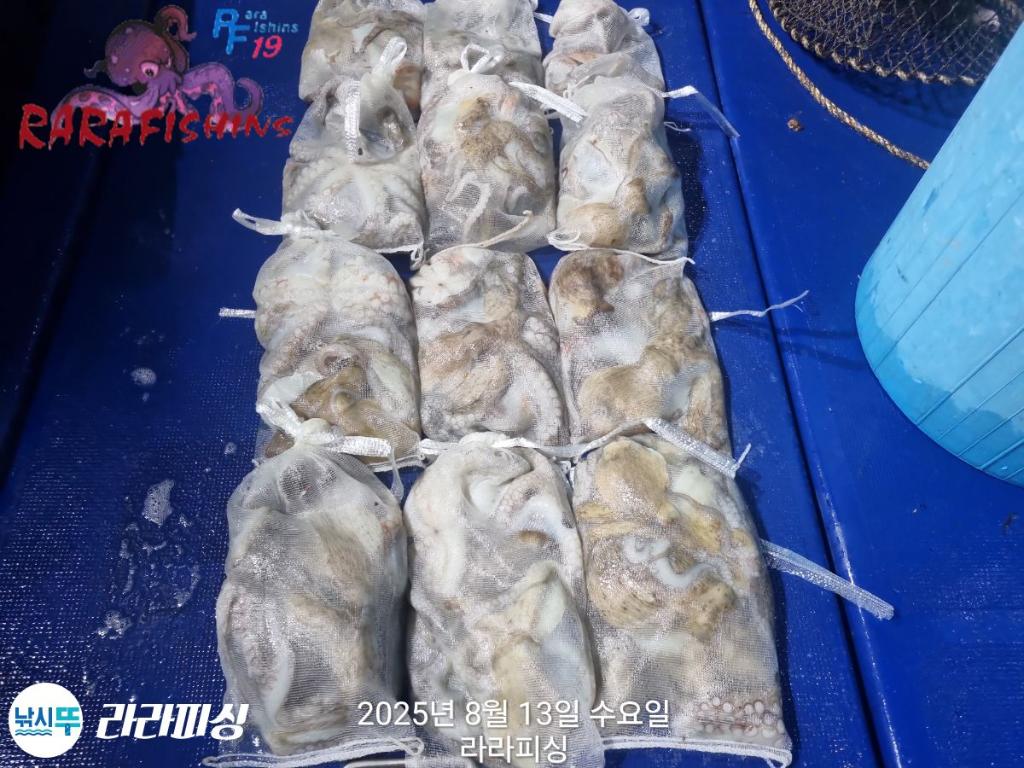 낚시뚜,돌문어,속천항(진해),라라피싱,낚시뚜29