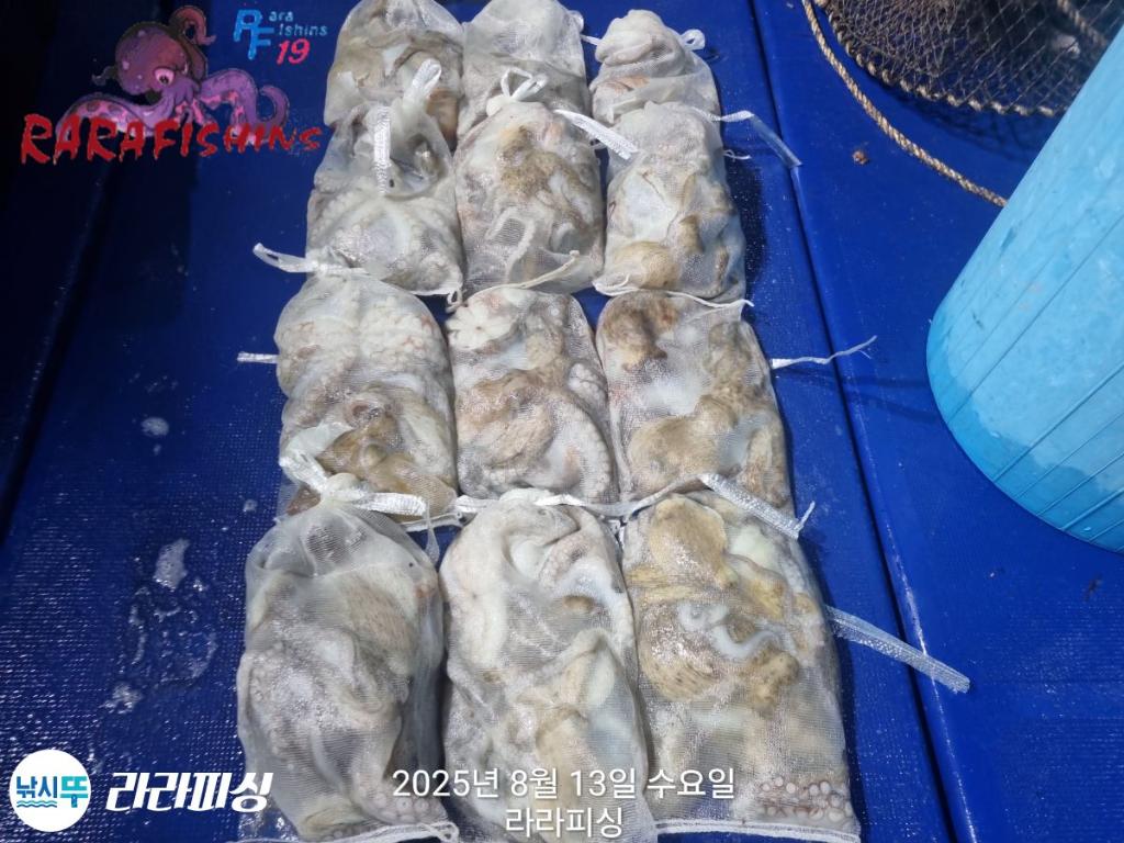 낚시뚜,돌문어,속천항(진해),라라피싱,낚시뚜28