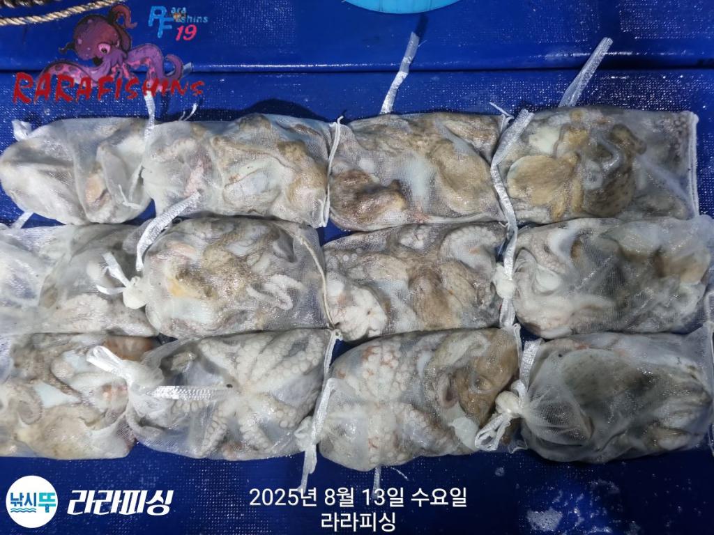 낚시뚜,돌문어,속천항(진해),라라피싱,낚시뚜27
