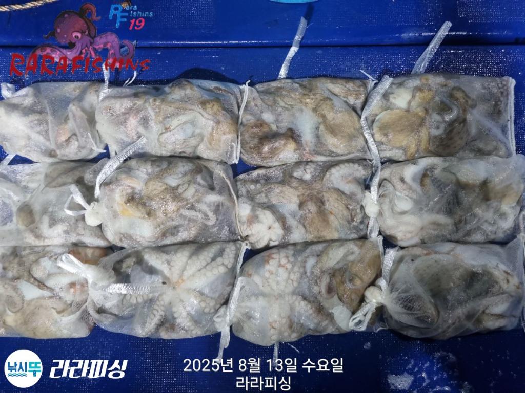 낚시뚜,돌문어,속천항(진해),라라피싱,낚시뚜26