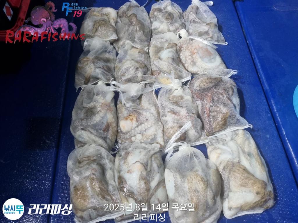낚시뚜,돌문어,속천항(진해),라라피싱,낚시뚜25