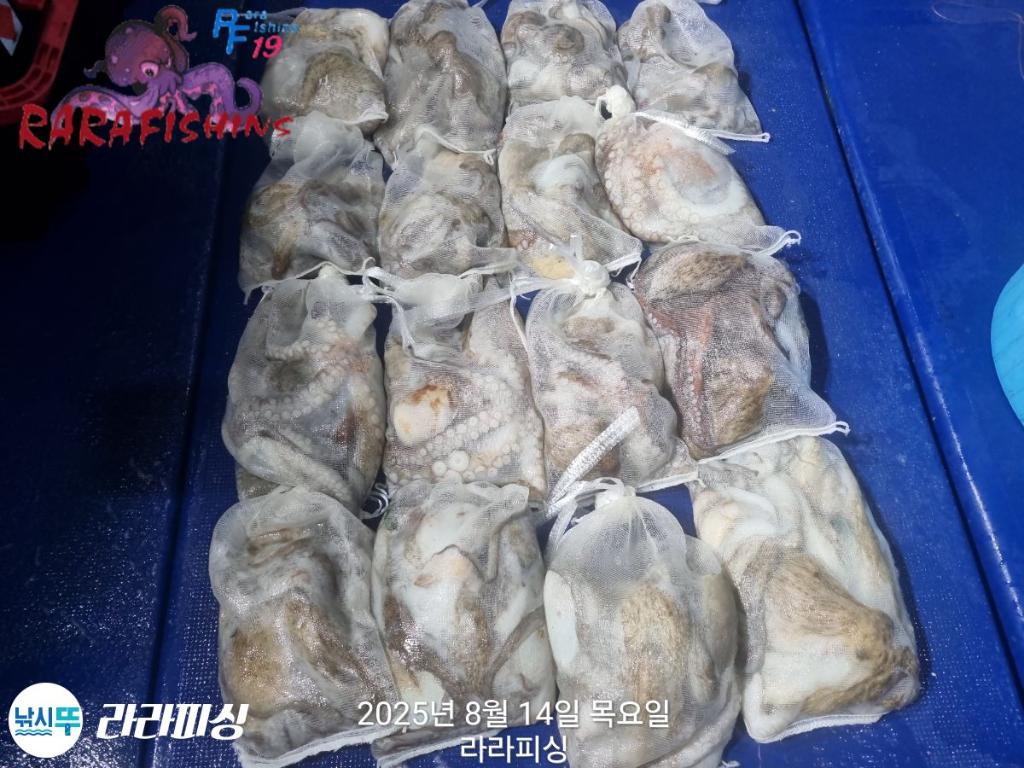 낚시뚜,돌문어,속천항(진해),라라피싱,낚시뚜24