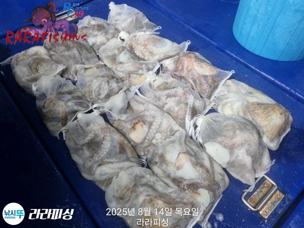 낚시뚜,돌문어,속천항(진해),라라피싱,낚시뚜23