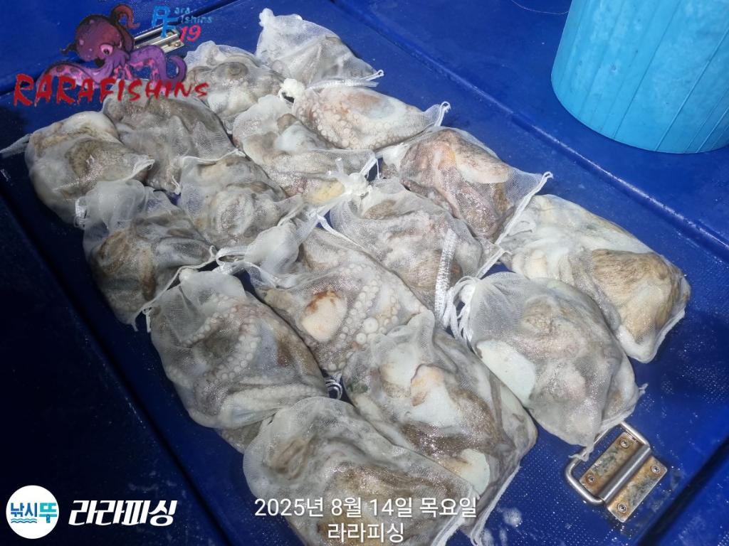 낚시뚜,돌문어,속천항(진해),라라피싱,낚시뚜22