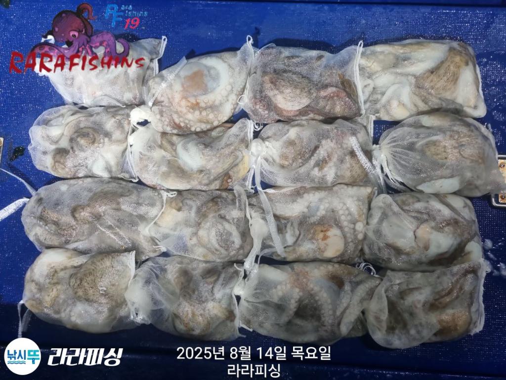 낚시뚜,돌문어,속천항(진해),라라피싱,낚시뚜21