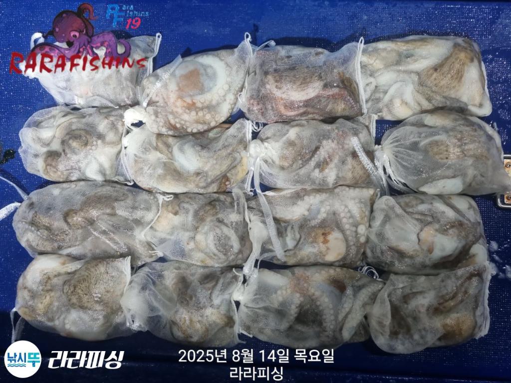 낚시뚜,돌문어,속천항(진해),라라피싱,낚시뚜20